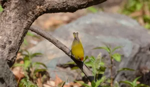 Colorful toucan perched on tropical branch with bee.