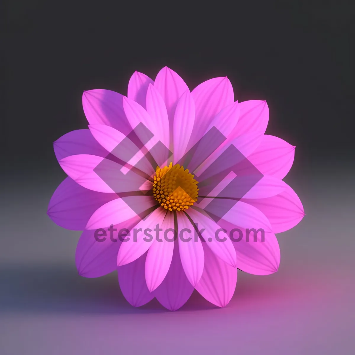 Picture of Bright Pink Daisy Blossom with Yellow Pollen