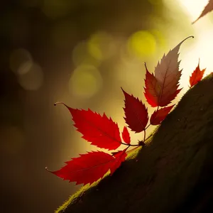 Vibrant Autumn Maple Leaves in Colorful Array