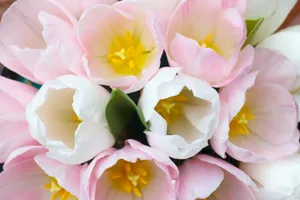 Colorful Spring Blossoms in Pink and Yellow