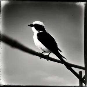 Wild Magpie perched on branch showcasing magnificent feathers