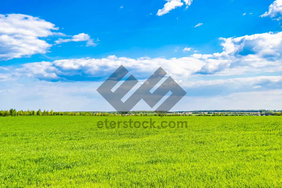 Picture of Scenic rural landscape with rapeseed field under sunny sky