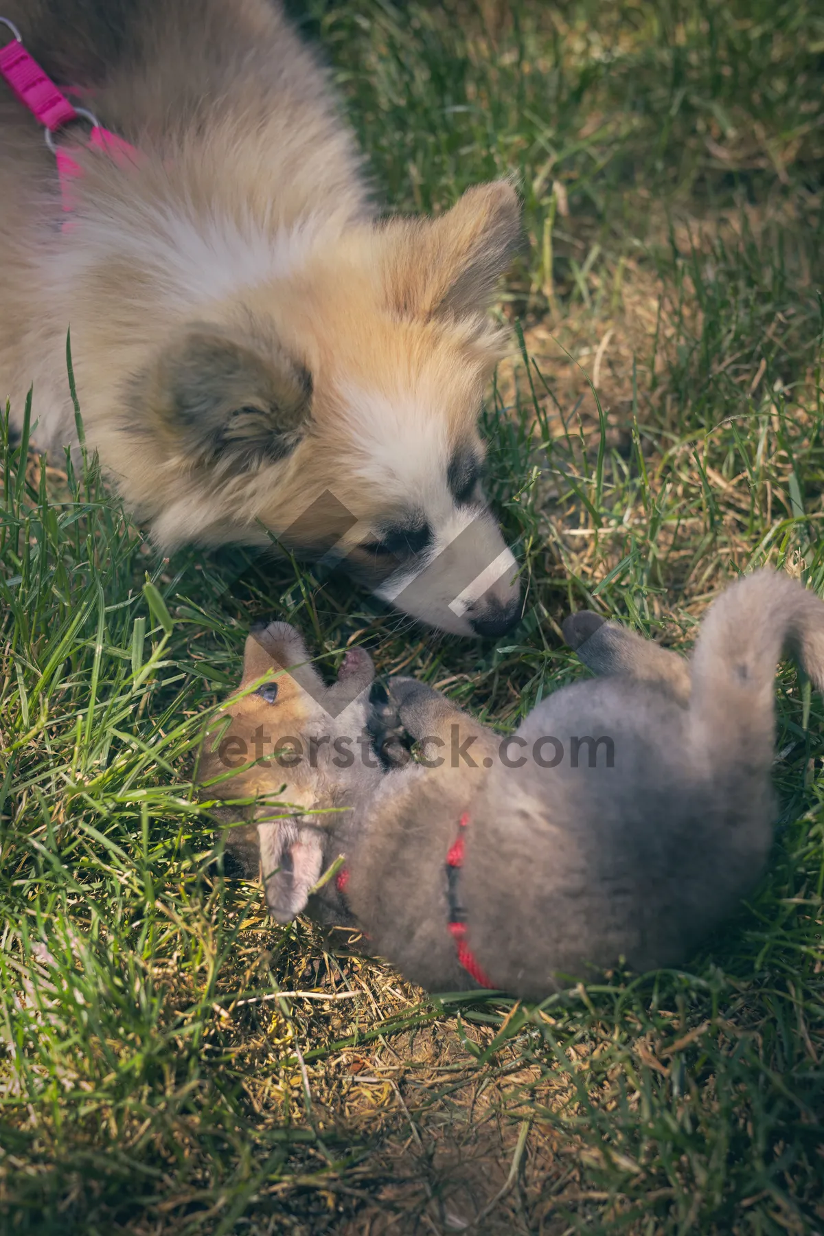 Picture of Fluffy Feline Portrait with Cute Puppy Nose