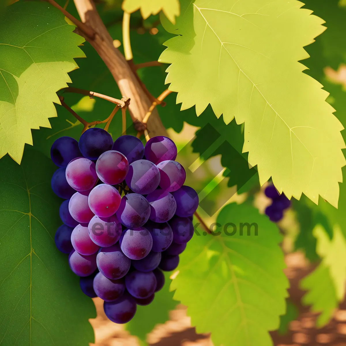 Picture of Ripe grapevine cluster bursting with juicy purple berries