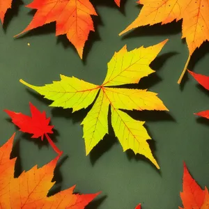 Vibrant Autumn Maple Leaves on Branch