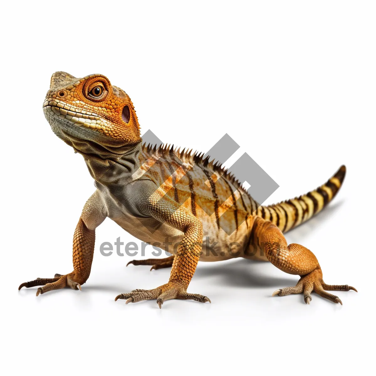 Picture of Desert Dragon: Common Iguana in the Wild