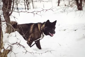 Fluffy winter watchdog with striking eyes.