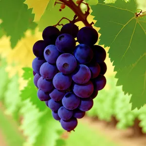 Seasonal Harvest: Juicy Purple Grapes on Vine