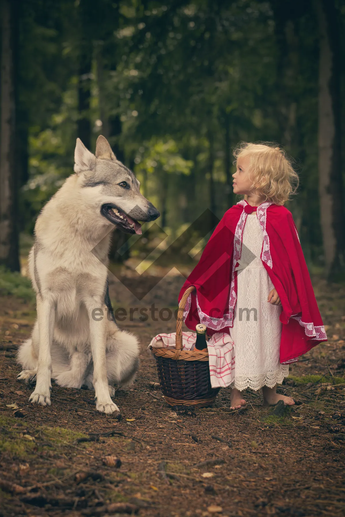 Picture of Cute dog with expressive eyes on leash