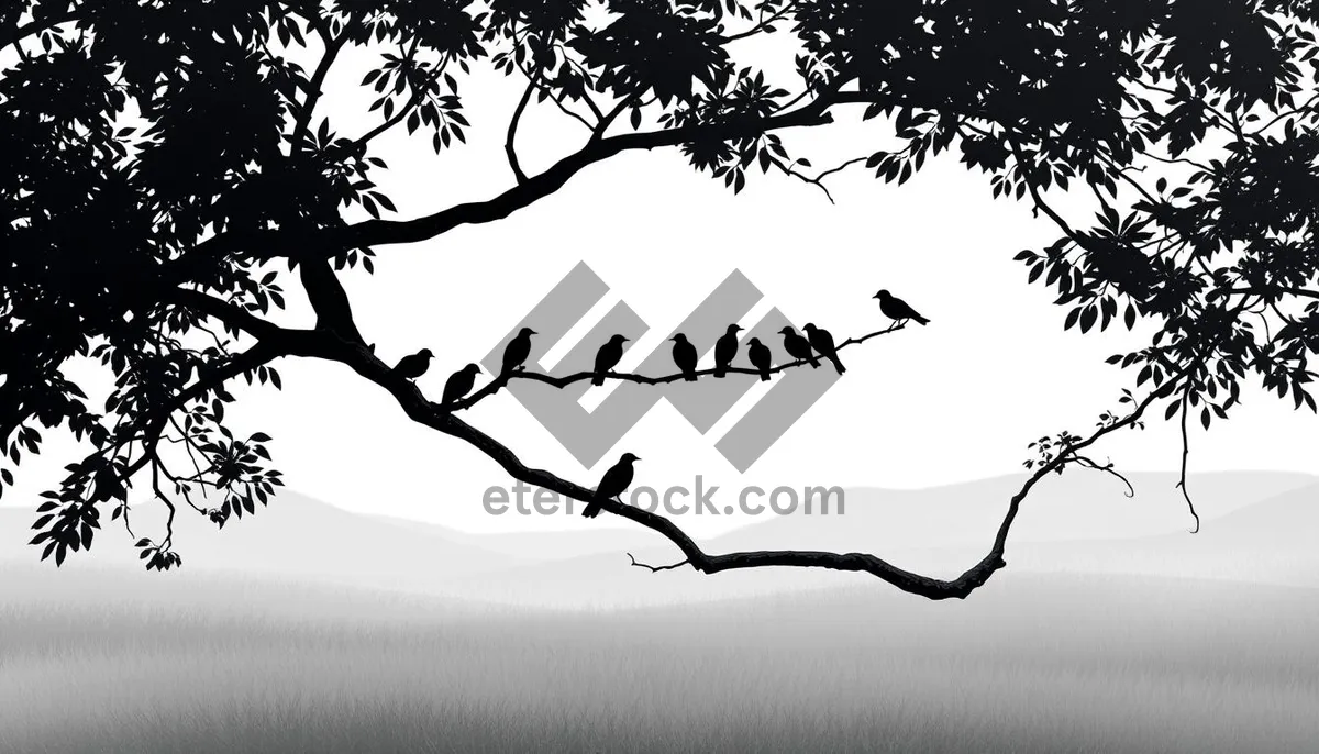 Picture of Silhouette of Oak Tree Branch Design Texture