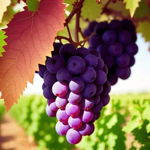 Juicy Harvest: Organic Purple Grapes on the Vine