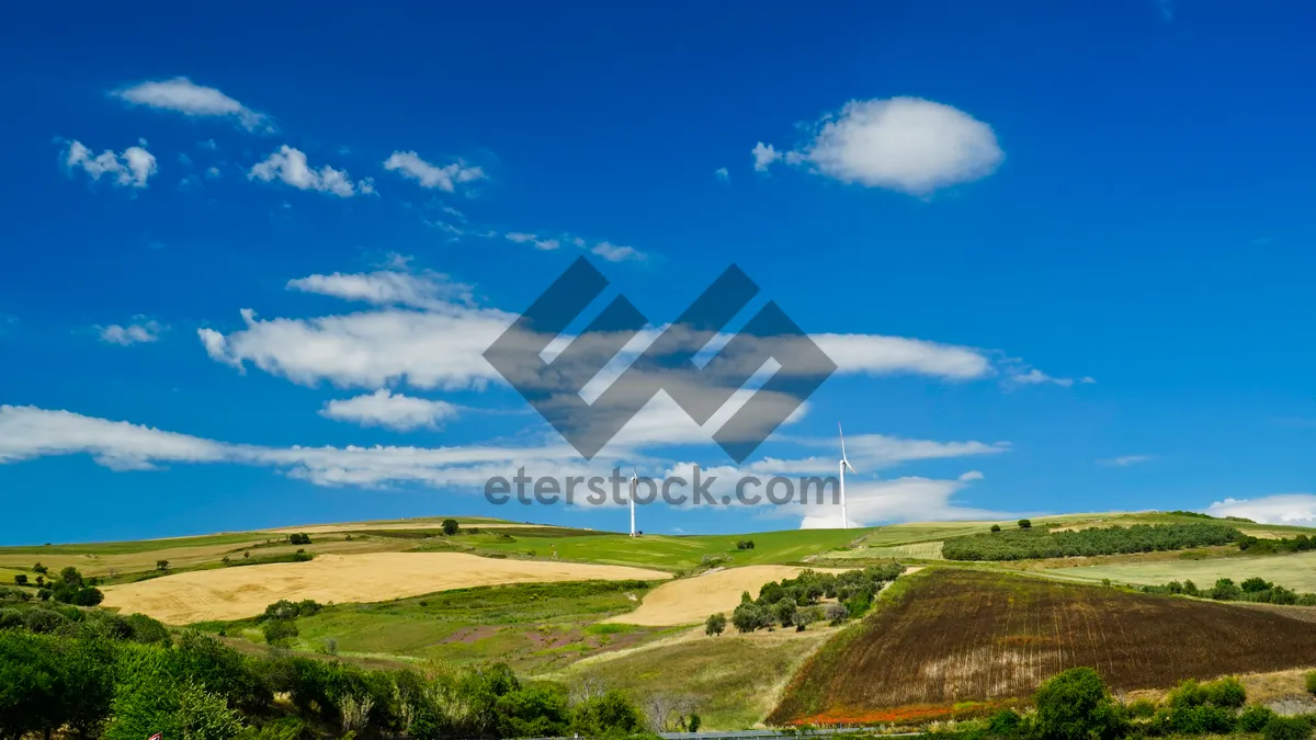 Picture of Sunset over the rural meadow in summer