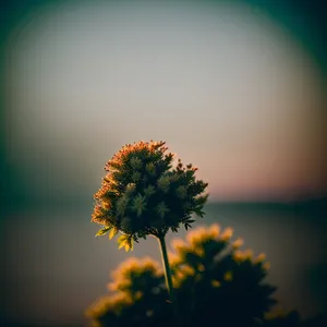 Vibrant Sunflower Blooming in Sunny Field