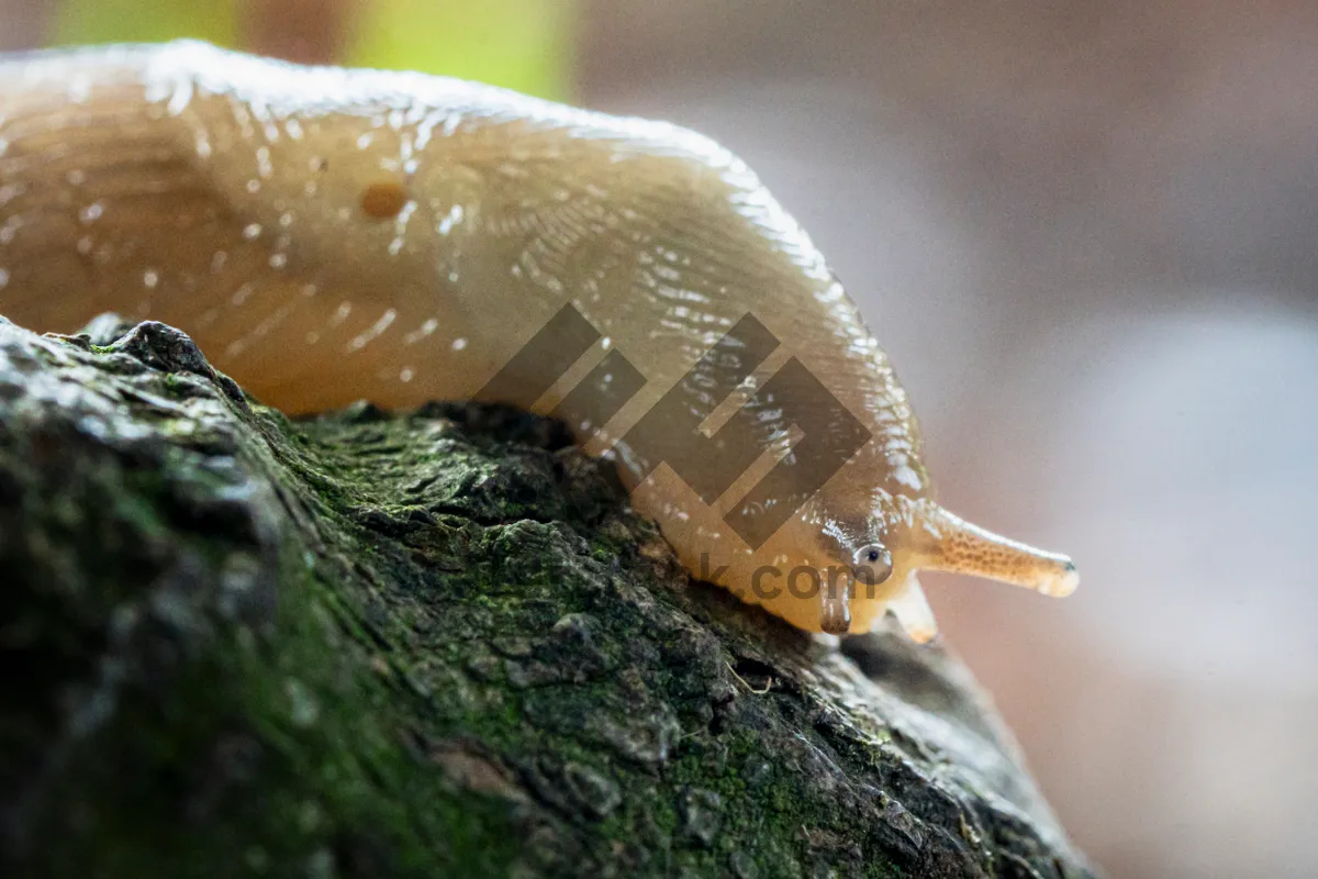 Picture of Garden snail on leaf in a garden.