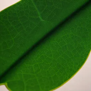 Vibrant Leaf Veins in Summer Garden