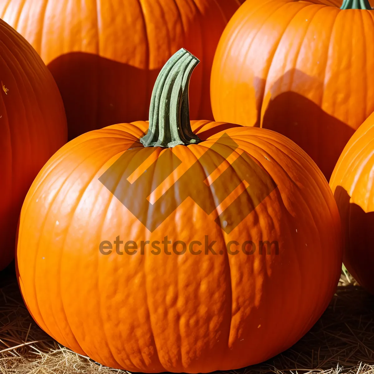 Picture of Festive Harvest: Colorful Autumn Pumpkin Patch