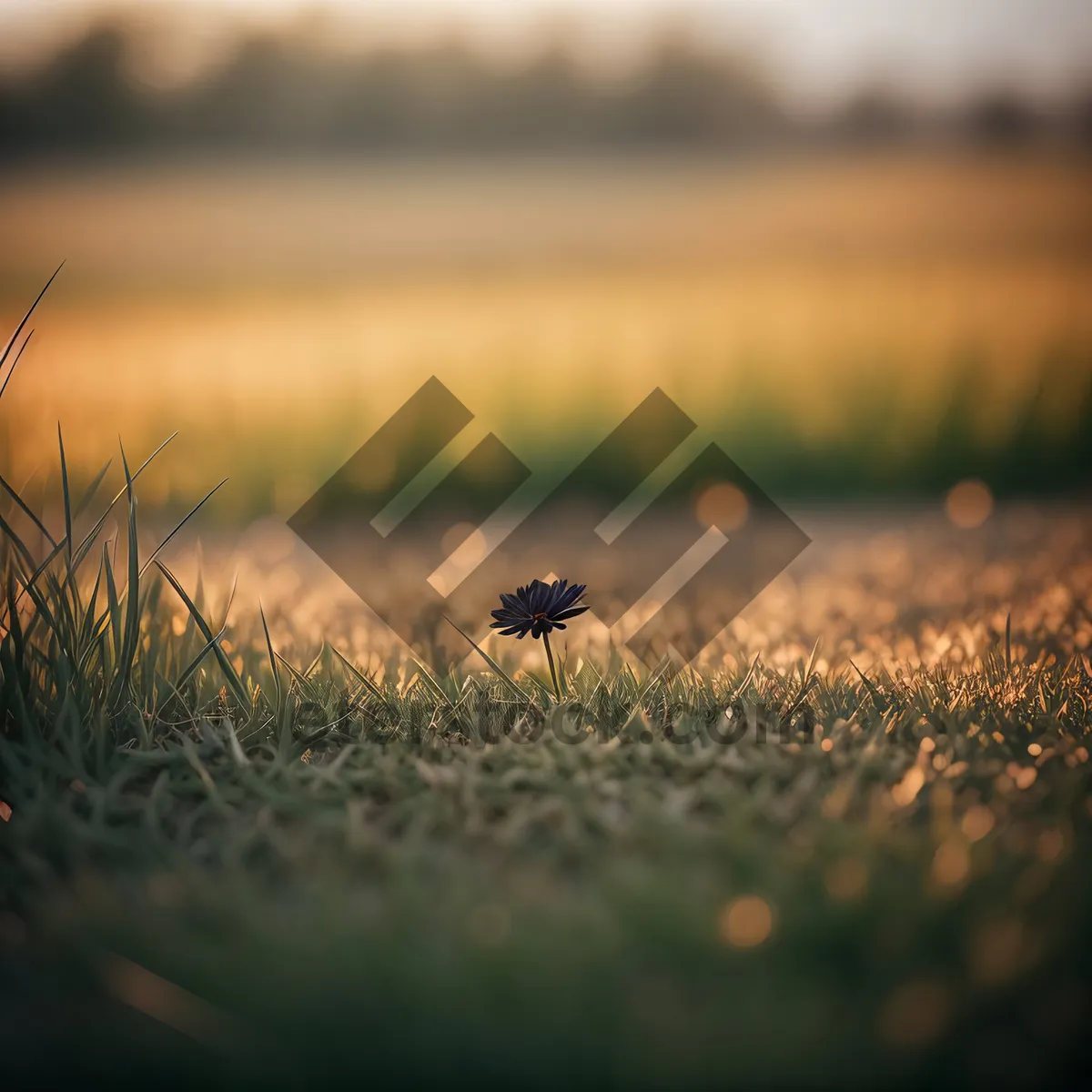 Picture of Golden Sunrise Over Bountiful Wheat Field