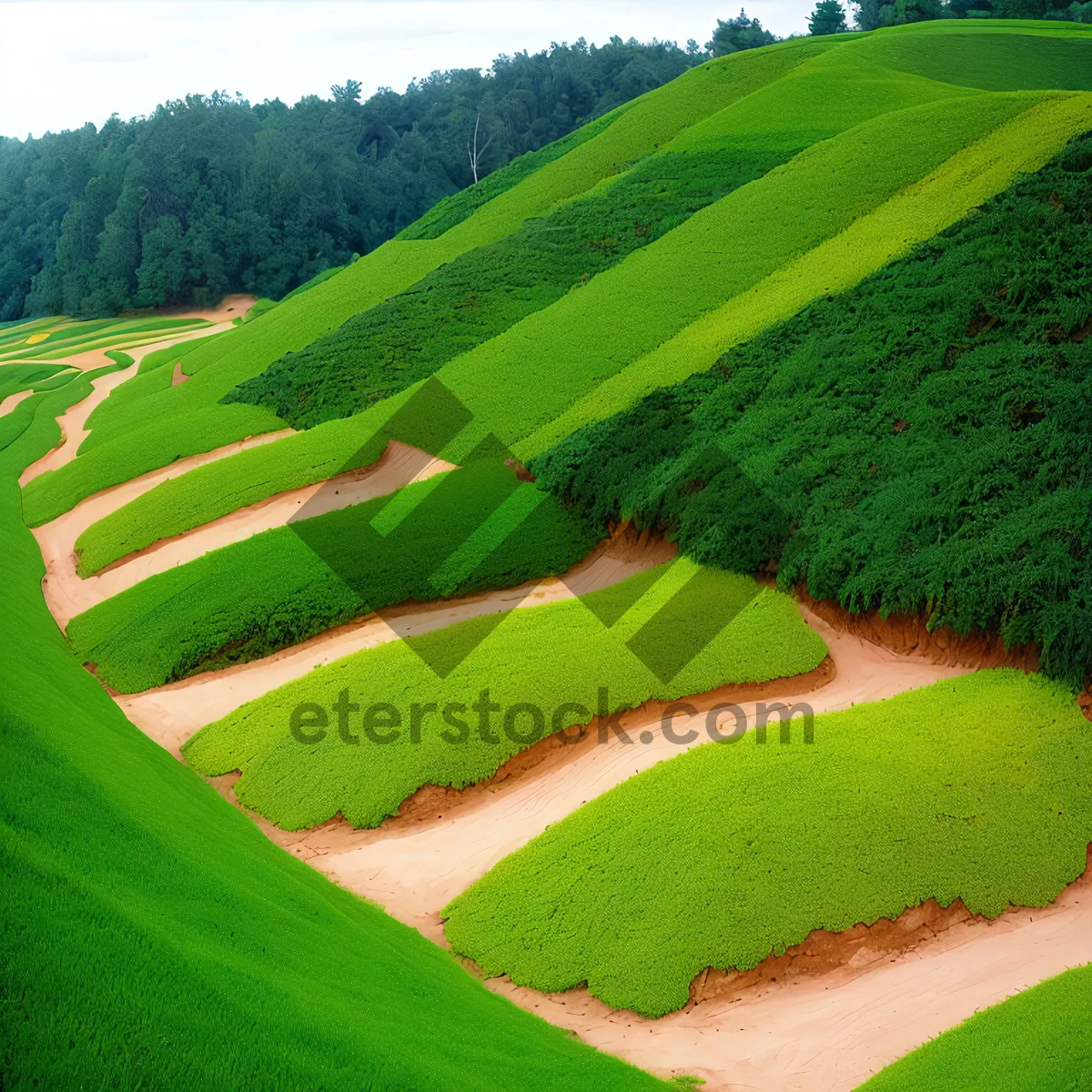 Picture of Vibrant Golf Course Surrounded by Lush Landscape