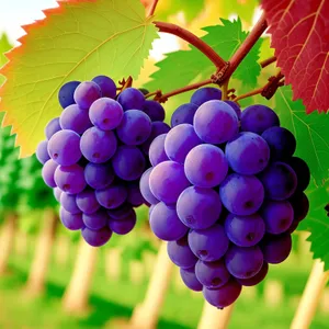 Bountiful Harvest: Juicy Purple Grapes in a Vineyard