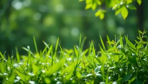 Morning Dew on Fresh Green Tea Plant