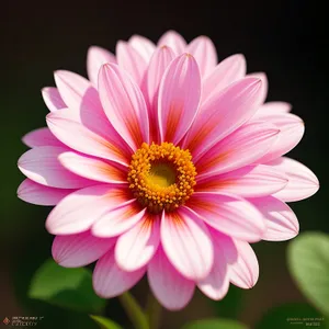 Vibrant Pink Daisy Blossom in Bloom