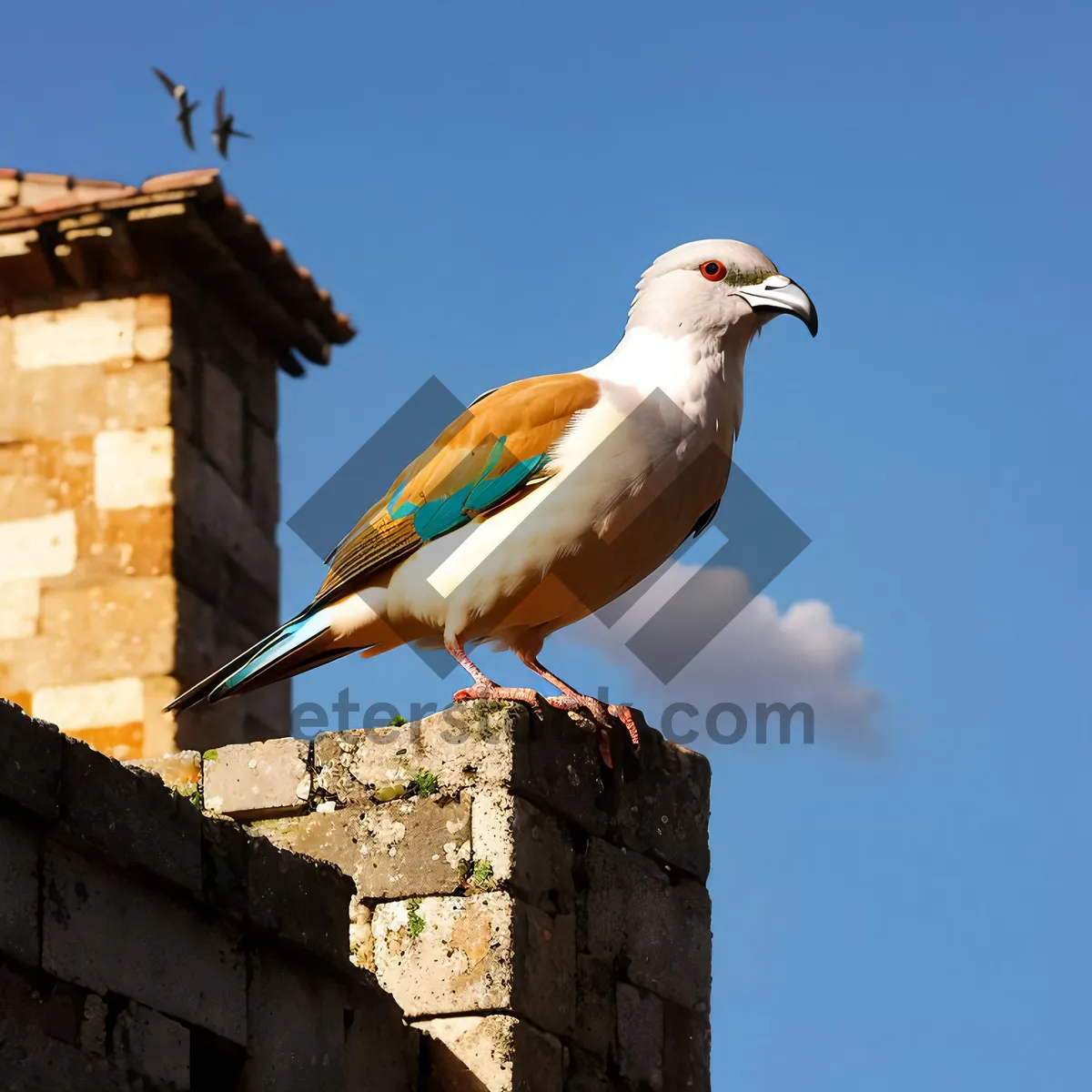 Picture of Graceful Flight: Majestic Dove Soaring Wild and Free