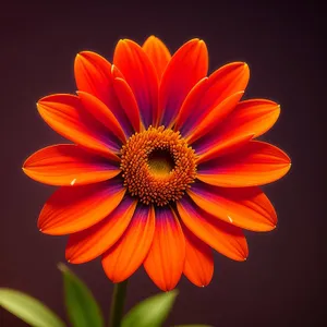 Vibrant Daisy Blossom in Full Bloom