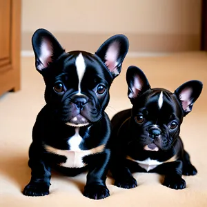 Bulldog Puppy Studio Portrait: Cute and Adorable Purebred Canine