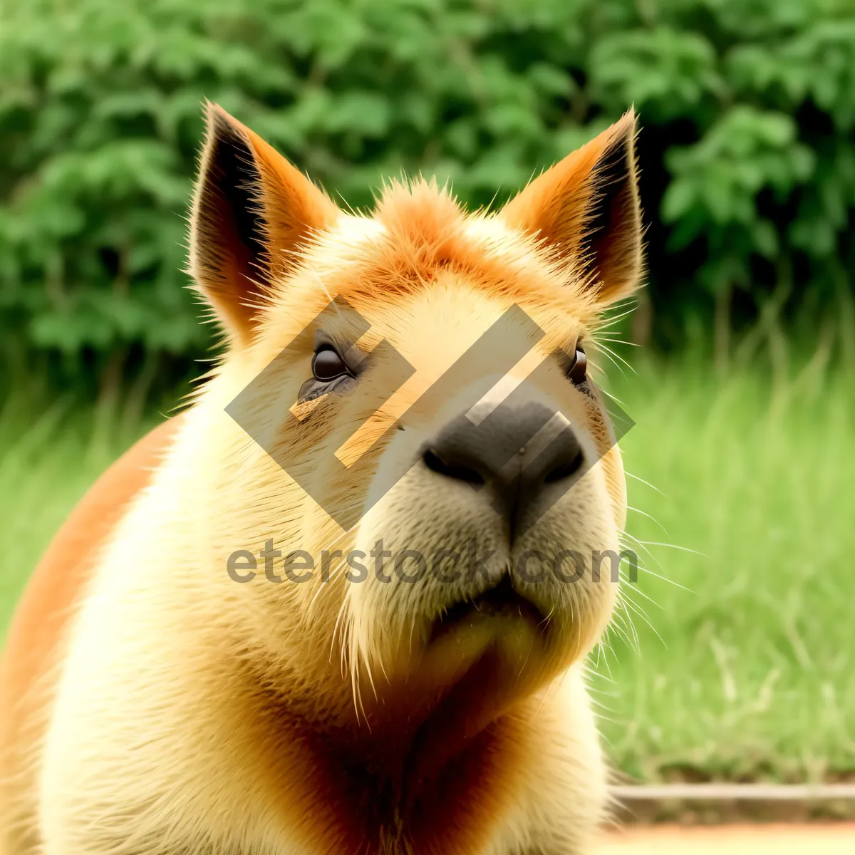 Picture of Majestic Lioness with Intense Eyes