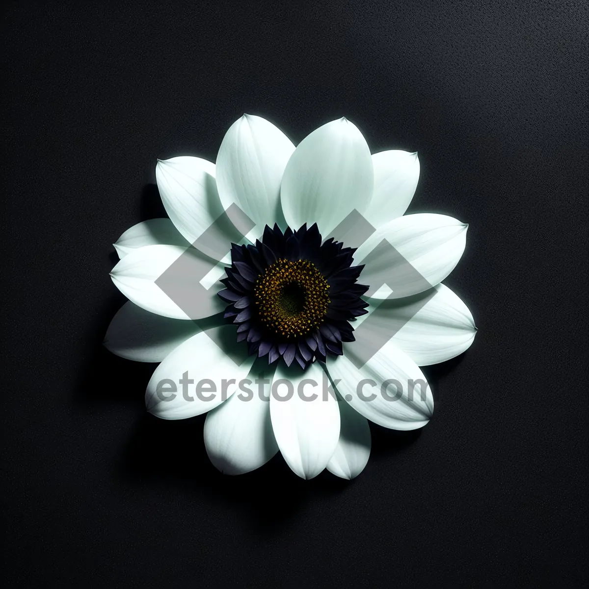 Picture of Yellow Daisy Blossom in Natural Meadow