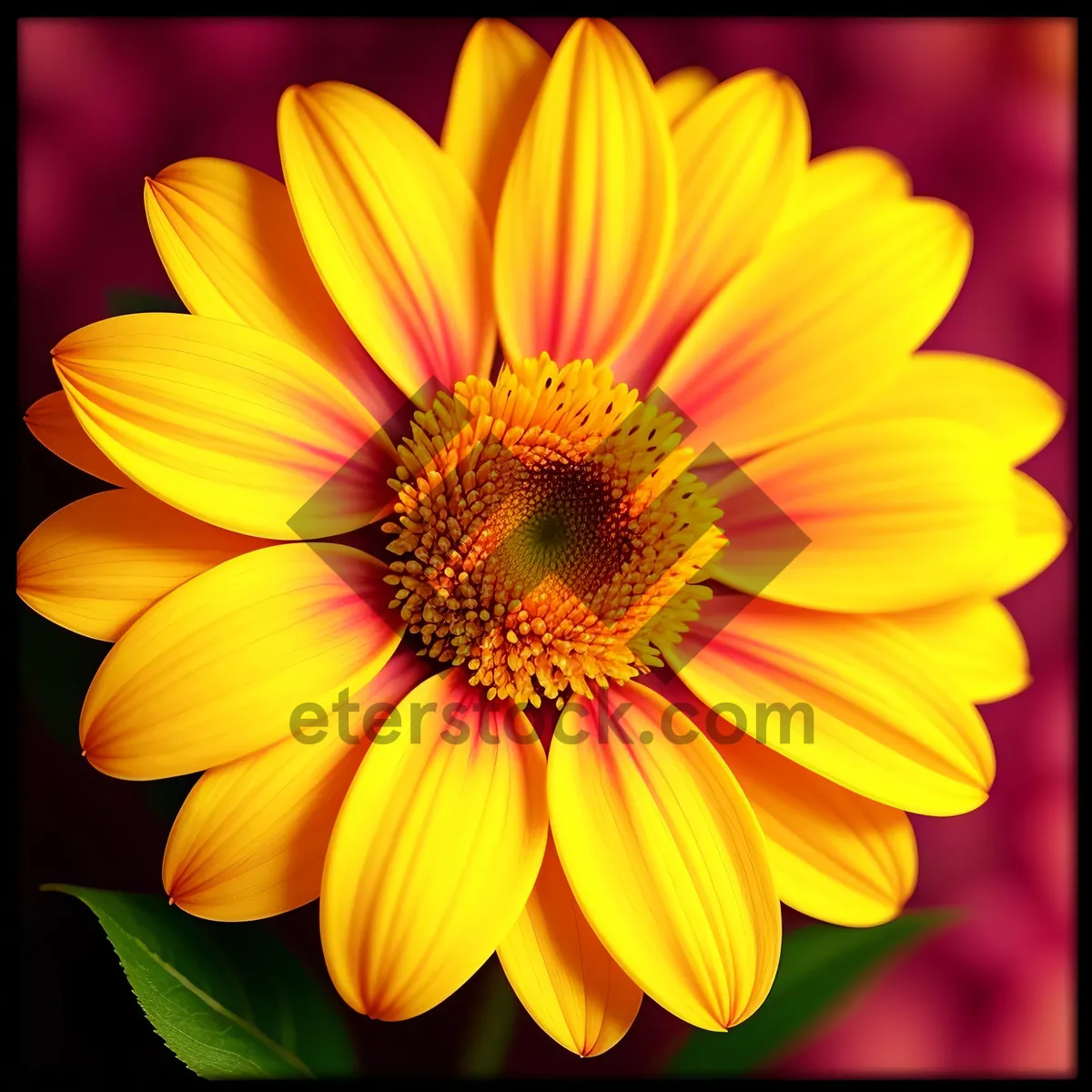 Picture of Vibrant Sunflower Blossom in Full Bloom