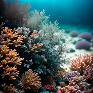 Colorful Coral Reef Teamed with Marine Life