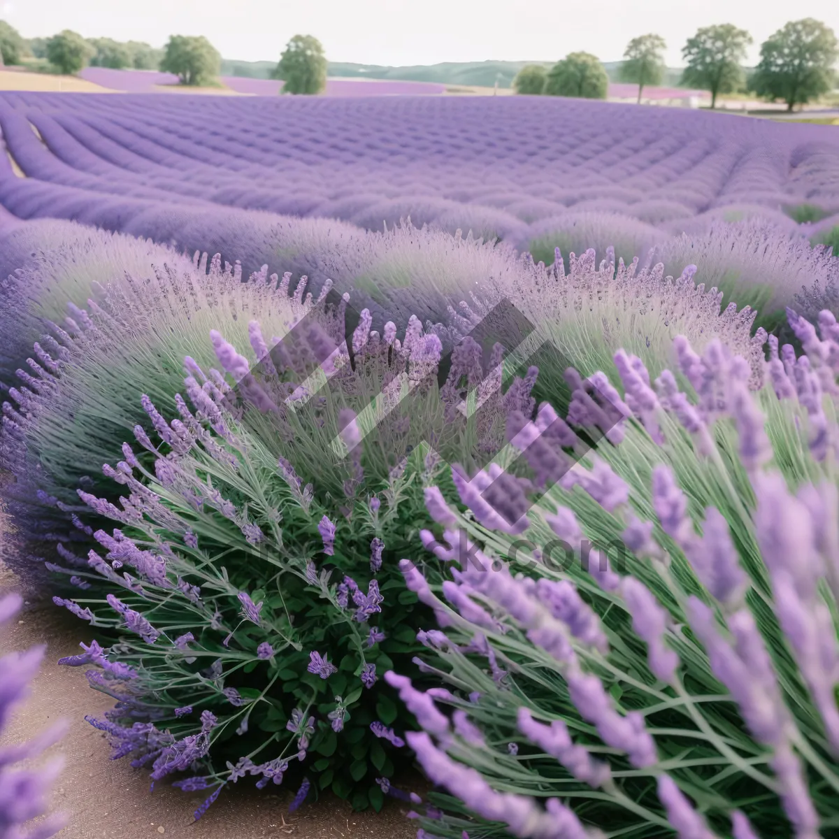 Picture of Colorful Lavender Field in Full Bloom