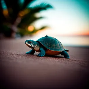 Terrapin Turtle in the Sea