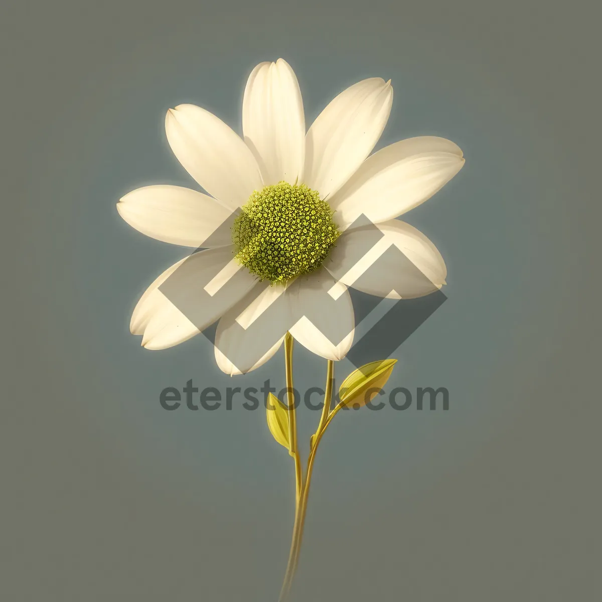 Picture of Bright Yellow Daisy Petals in Meadow