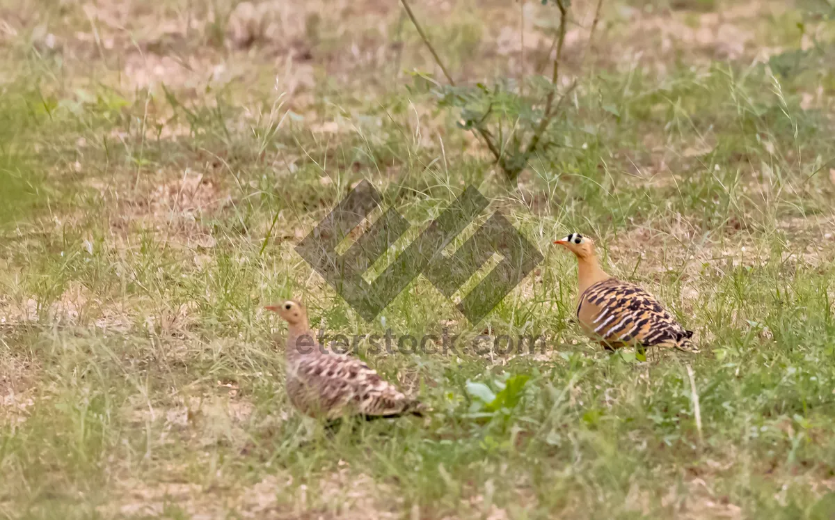 Picture of Brown wild bird with feathered beak in park