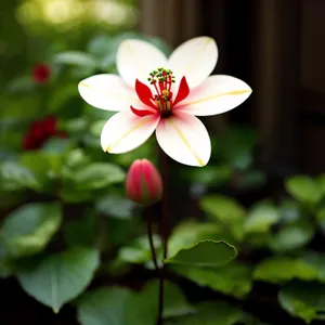 Pink Geranium Blossom in a Floral Garden