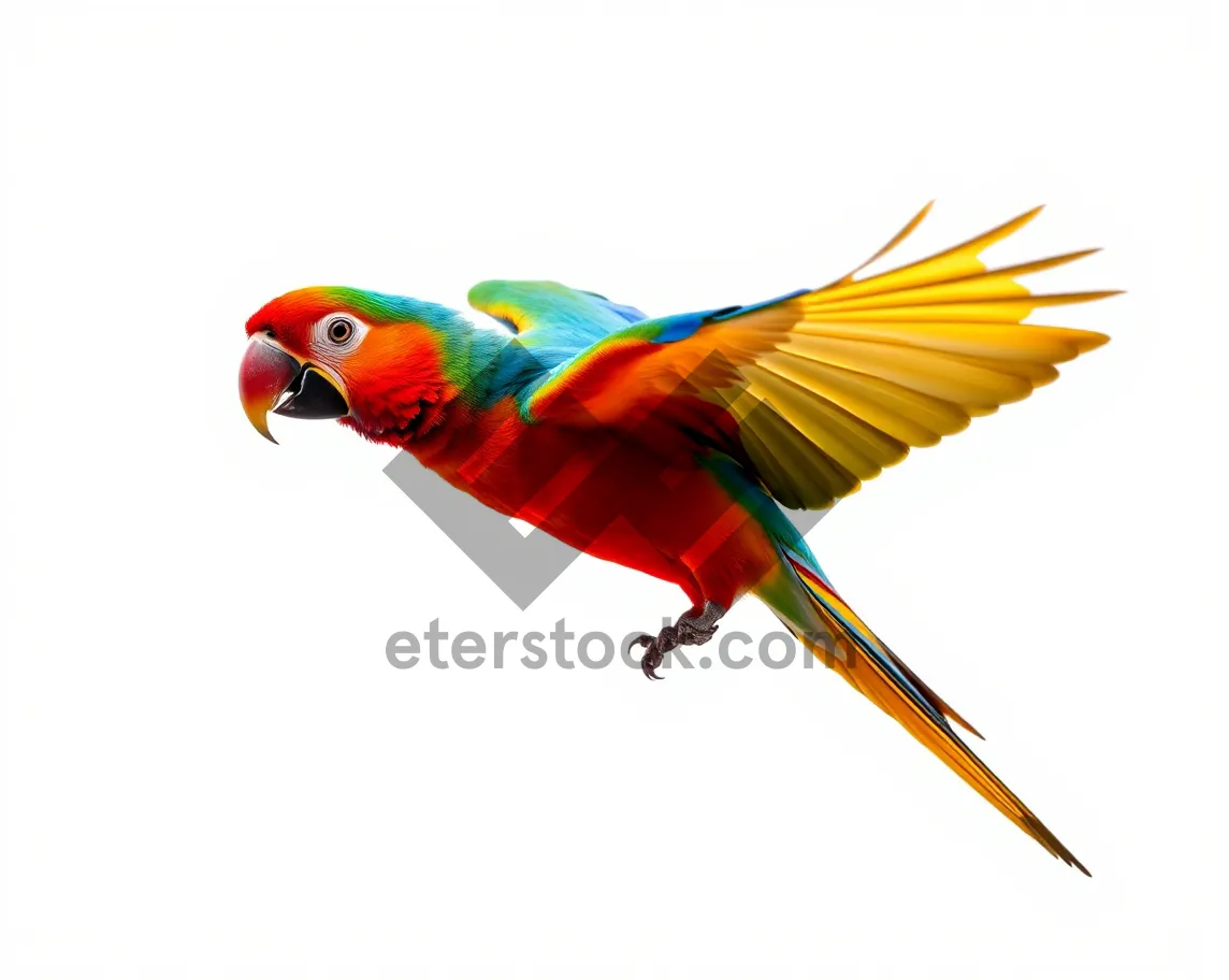 Picture of Colorful Macaw Bird with Rainbow Feathers