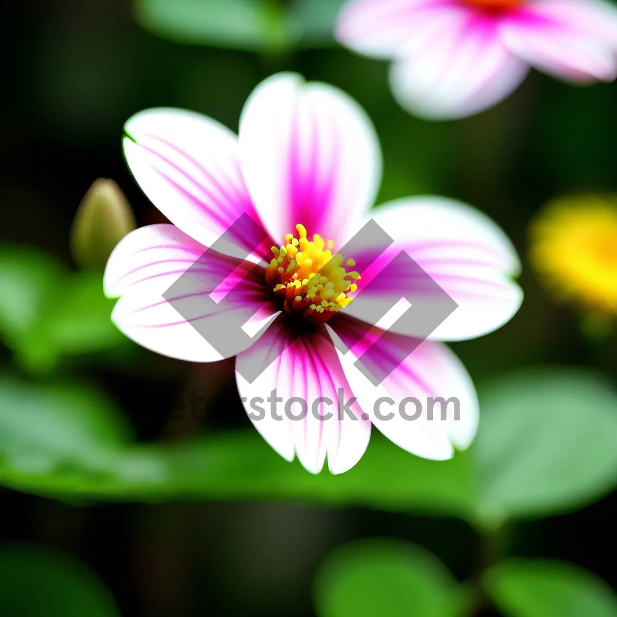 Picture of Blooming Pink Petal: Common Wood Sorrel Blossom