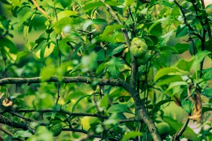 Fresh chestnuts on tree branch in summer garden