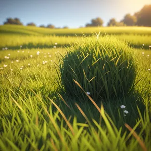 Golden Summer Field Landscape: Wheat Crop in Rural Countryside