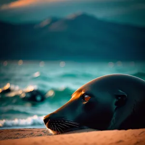 Seabirds and Seals at Ocean's Edge.