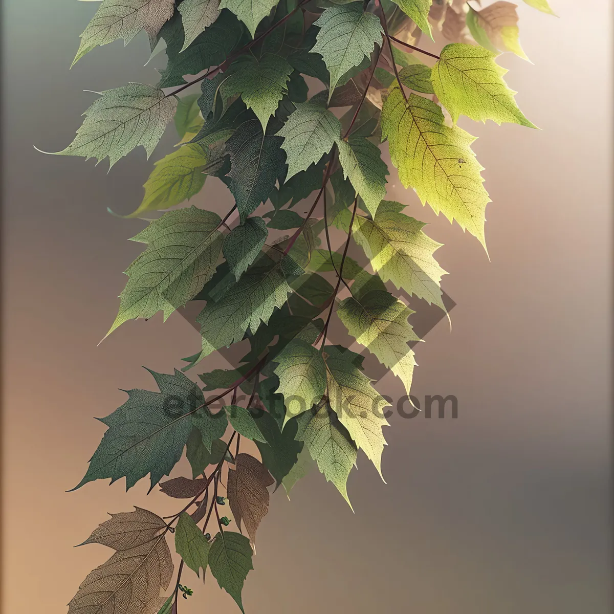 Picture of Lush Maple Branches in Summer Forest