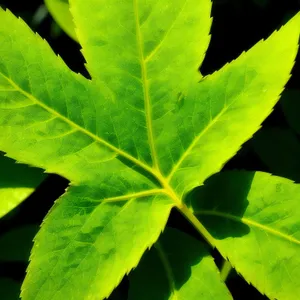 Vibrant Maple Leaf in Summer Forest