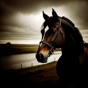 Thoroughbred Stallion in Brown Halter Grazing