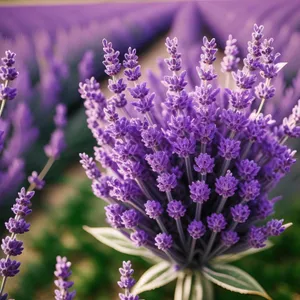 Vibrant Lavender Shrub in Blossom