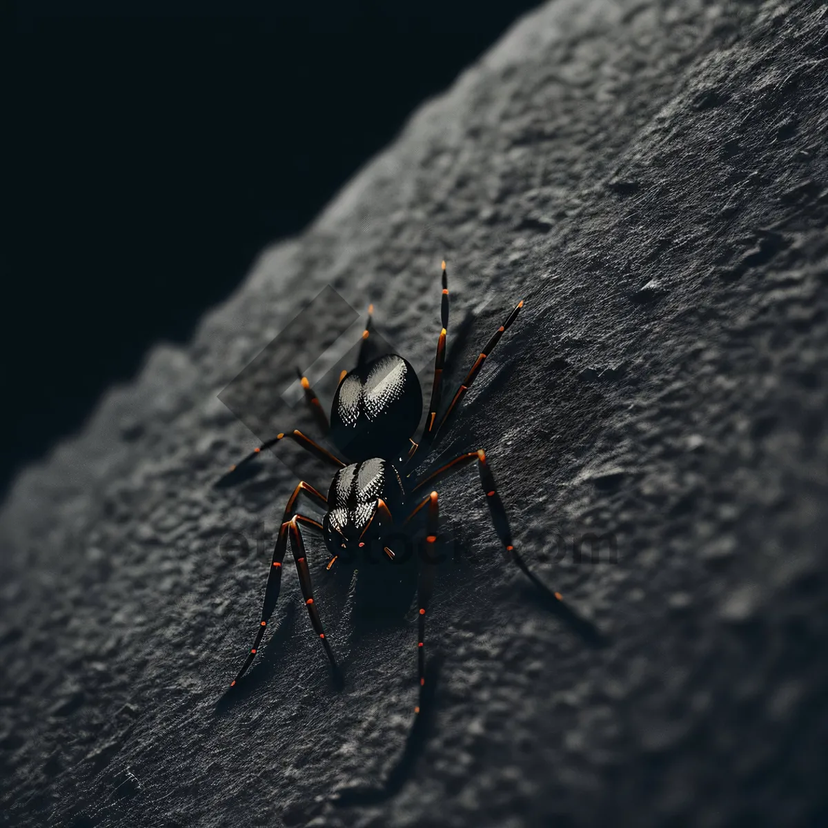 Picture of Black Widow Spider Close-Up