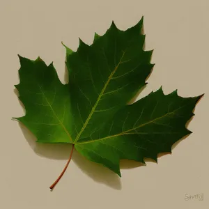 Autumn Maple Leaf