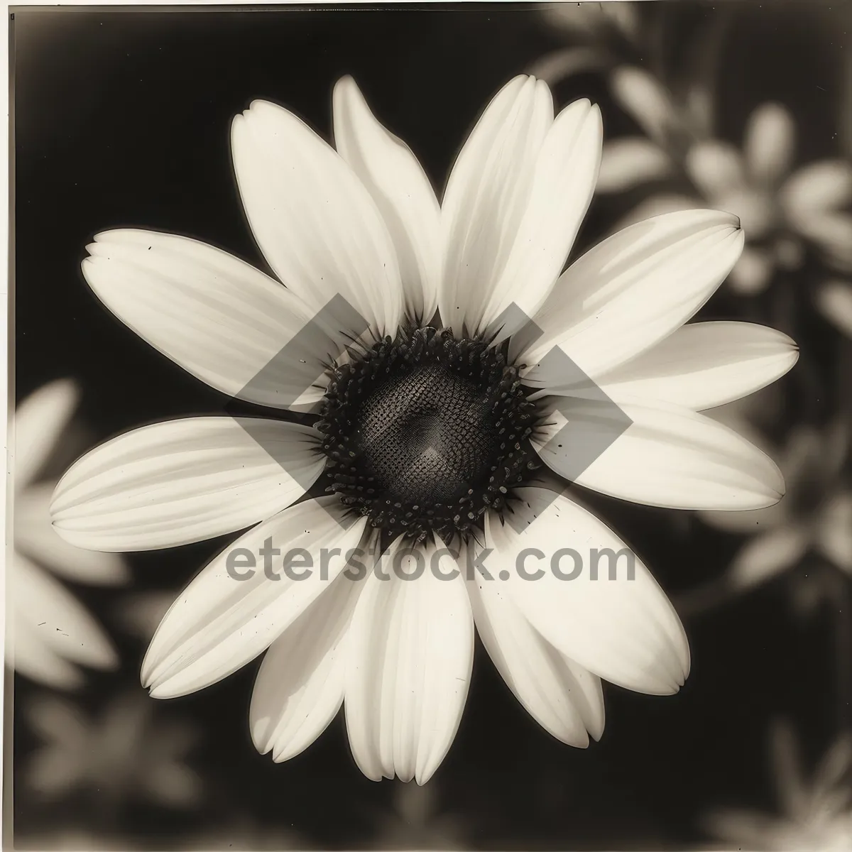 Picture of Vibrant Meadow Daisy Blooming in Summer Garden