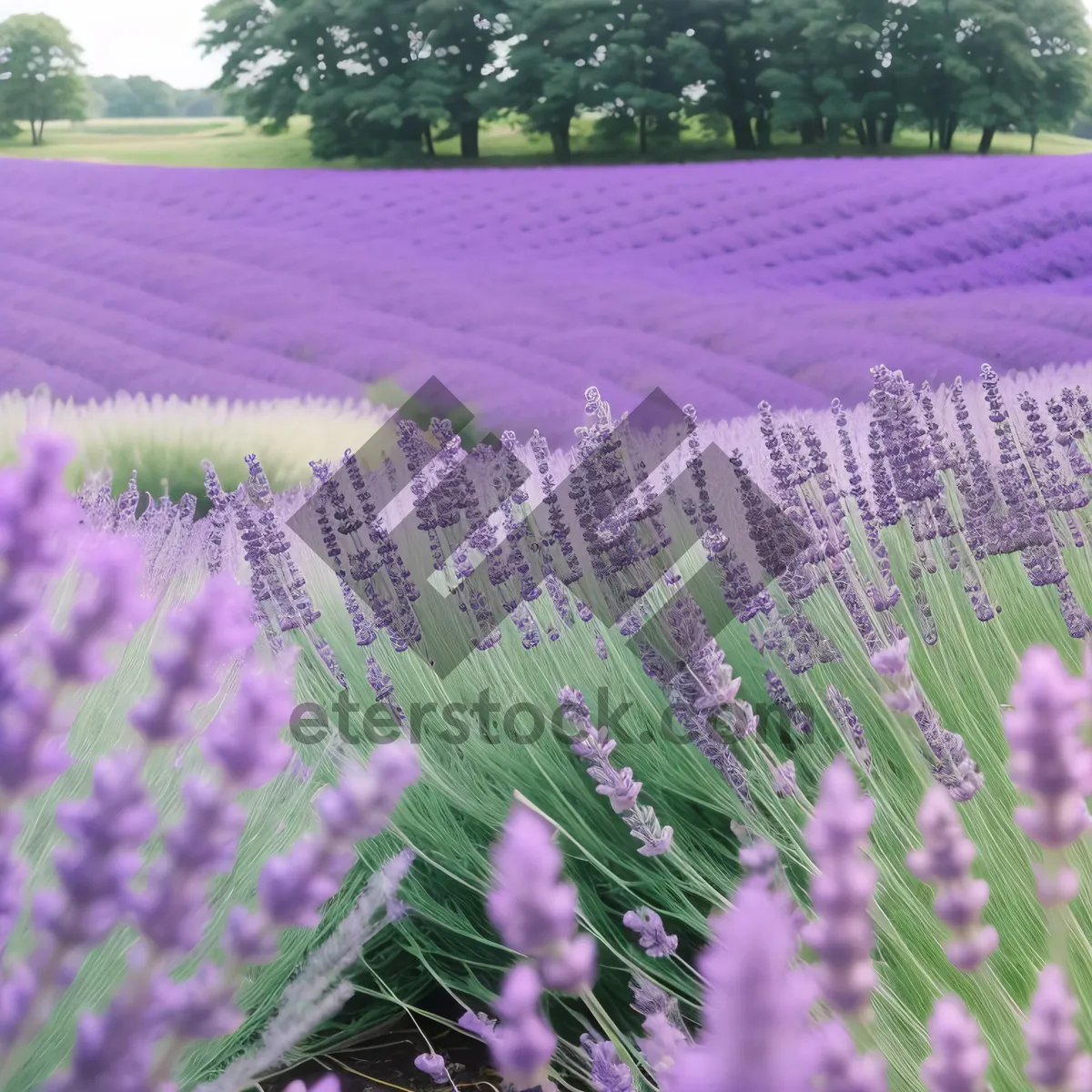 Picture of Colorful Lavender Blooms in Rural Meadow